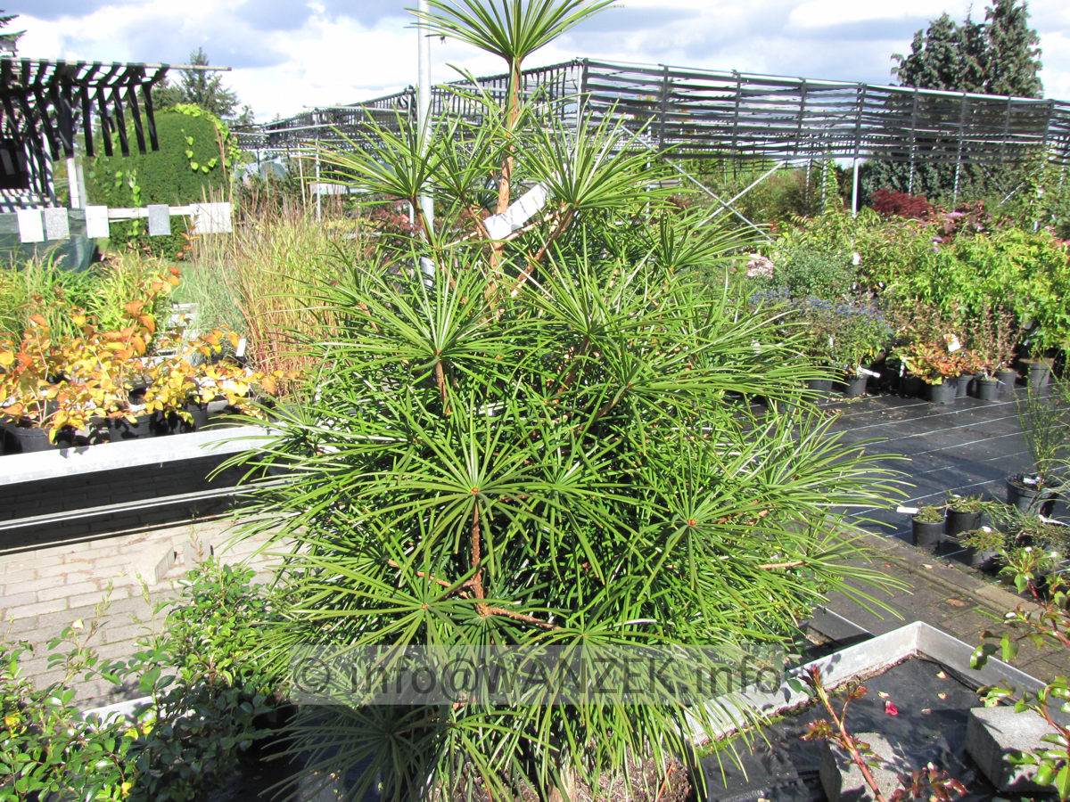 Sciadopitys verticillata 02 70cm.JPG